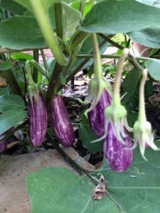 EggplantsFairyTale