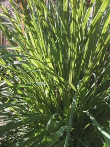 Lemongrass