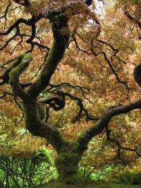 stunning beauty 2 - Copy