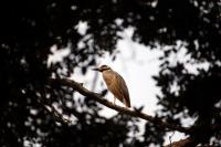 Yellow Crowned Night Heron Colleyville Nature Center Laurie