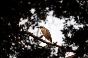 Yellow Crowned Night Heron Colleyville Nature Center Laurie