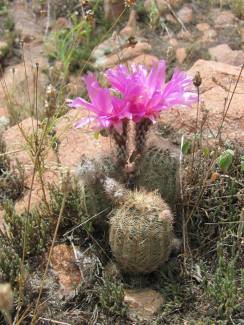 flowering cactus